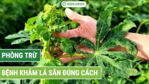 quy trình xử lý bệnh khảm lá sắn đúng cách