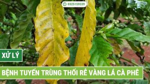 bệnh tuyến trùng thối rễ vàng lá cà phê