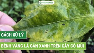 cách xử lý bệnh vàng lá gân xanh trên cây có múi