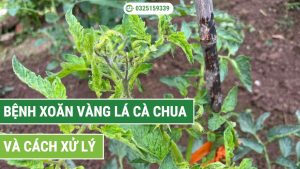 bệnh xoăn vàng lá cà chua