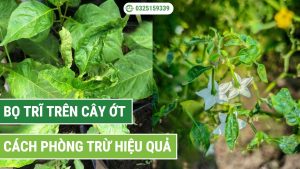bọ trĩ trên cây ớt và cách phòng trừ