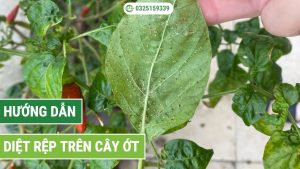 diệt rệp trên cây ớt