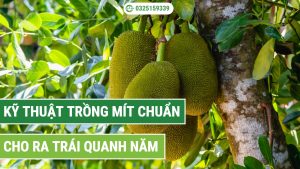 kỹ thuật trồng mít chuẩn