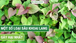 Một số loại sâu khoai lang gây hại nhất