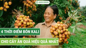 thời điểm bón Kali cho cây ăn quả hiệu quả nhất