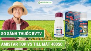 so sánh thuốc bvtv amistar top với till mát 400sc