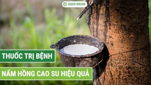 thuốc trị nấm hồng cao su hiệu quả