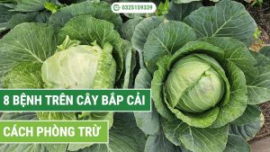 Bệnh trên cây bắp cải