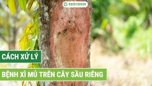 cách xử lý bệnh xì mủ trên cây sầu riêng