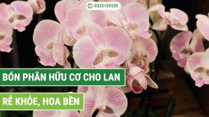 bón phân hữu cơ cho lan