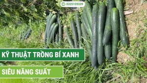 kỹ thuật trồng bí xanh năng suất