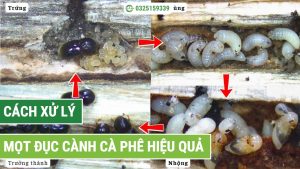 cách xử lý mọt đục cành cà phê hiệu quả
