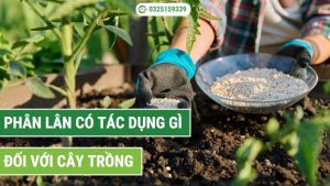 phân lân có tác dụng gì đối với cây trồng