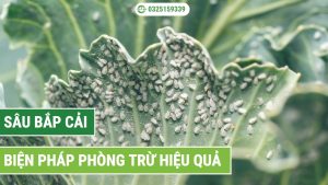 các loại sâu bắp cải phổ biến
