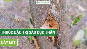 thuốc đặc trị sâu đục thân cây mít