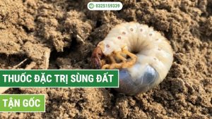 thuốc đặc trị sùng đất tận gốc