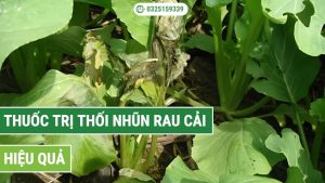 thuốc trị thối nhũn rau cải