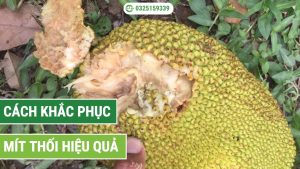 cách khắc phục mít thối hiệu quả