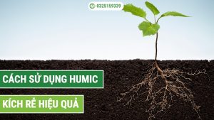cách sử dụng Humic kích rễ hiệu quả