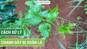 chanh dây bị xoăn lá
