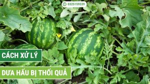 cách xử lý dưa hấu bị thối quả