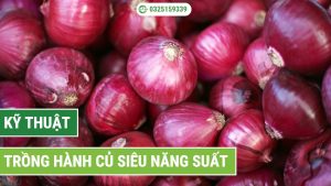 kỹ thuật trồng hành củ siêu năng suất
