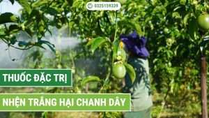 Cách xử lý nhện trắng hại chanh dây