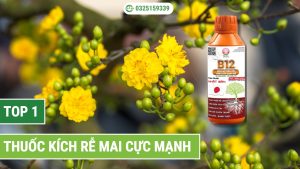 thuốc kích rễ mai cực mạnh
