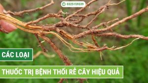 Các loại thuốc trị bệnh thối rễ cây hiệu quả