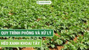 cách xử lý bệnh héo xanh khoai tây