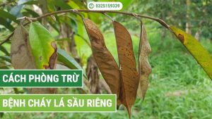 cách xử lý bệnh cháy lá sầu riêng