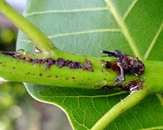 bọ đục chồi cây điều