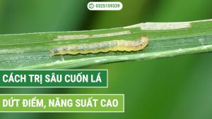 cách trị sâu cuốn lá dứt điểm