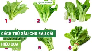 Các cách trừ sâu cho rau cải