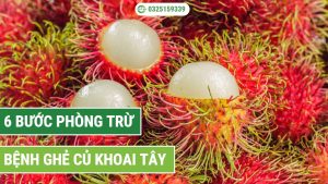 cách chăm sóc chôm chôm nuôi trái