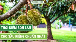 thời điểm bón lân cho sầu riêng chuẩn