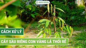 cách xử lý vàng lá thối rễ cây sầu riêng con