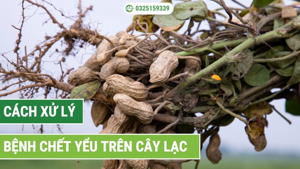 Bệnh chết yểu trên đậu phộng
