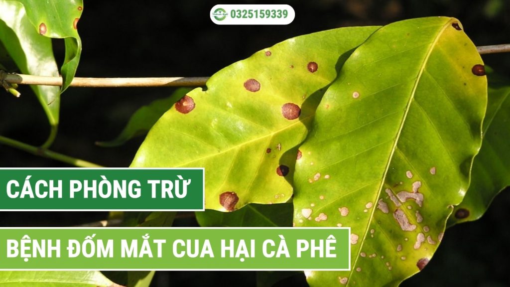 bệnh đốm mắt cua hại cây cà phê