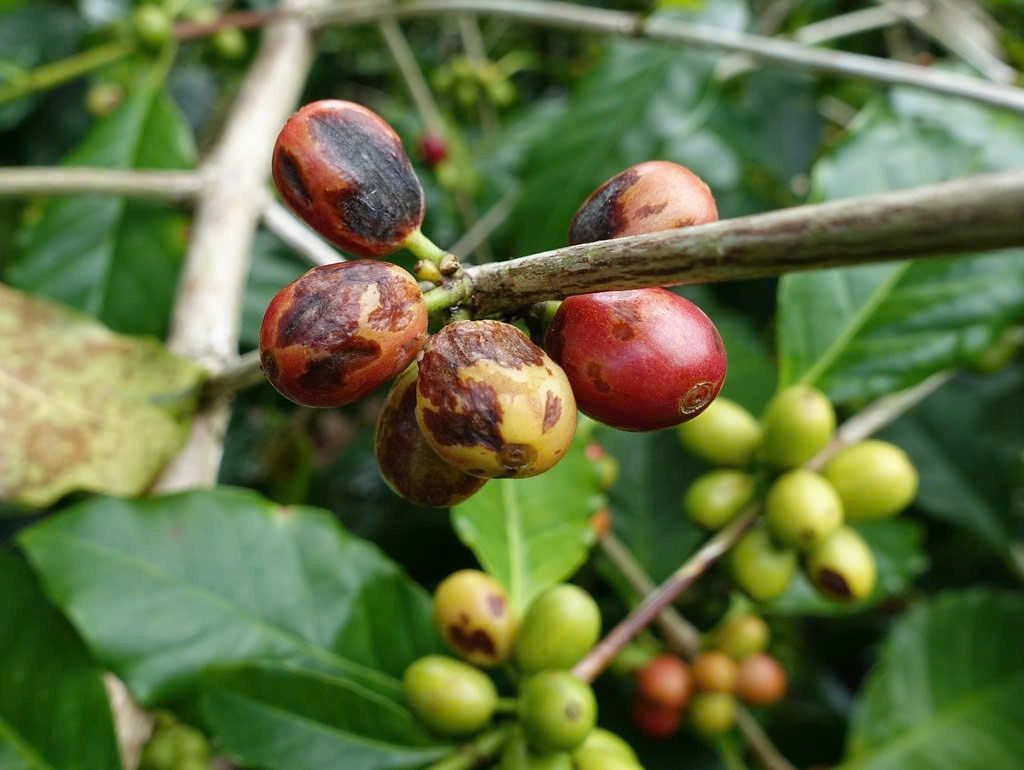 biểu hiện của bệnh đốm mắt cua hại quả cà phê