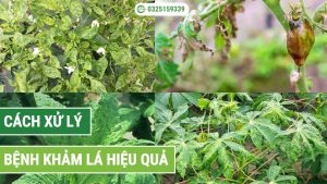 Cách phòng trừ bệnh khảm lá hiệu quả