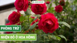 cách phòng trừ bệnh nhện đỏ ở hoa hồng