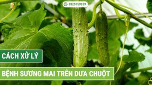 Cách xử lý bệnh sương mai trên dưa chuột