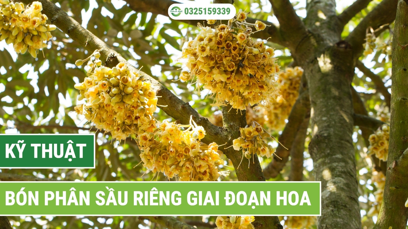 Kỹ thuật bón phân sầu riêng giai đoạn hoa