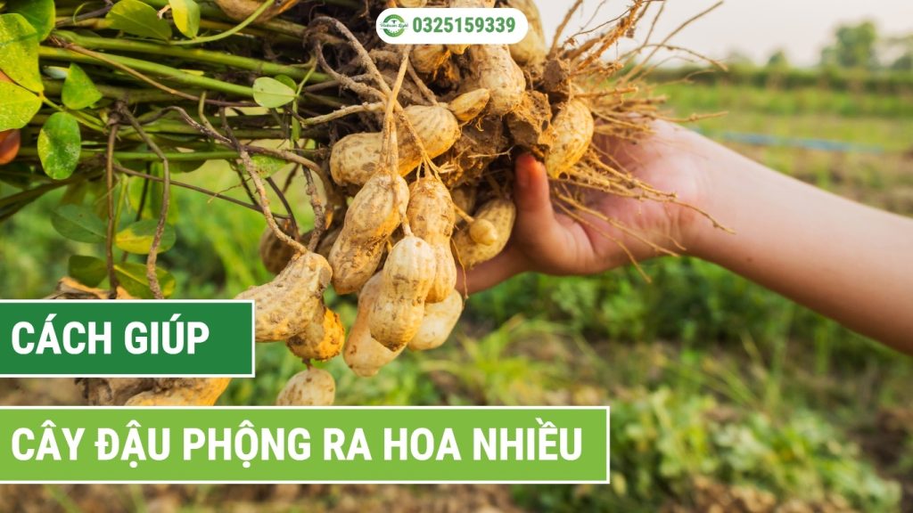 Cách giúp cây đậu phộng ra hoa nhiều