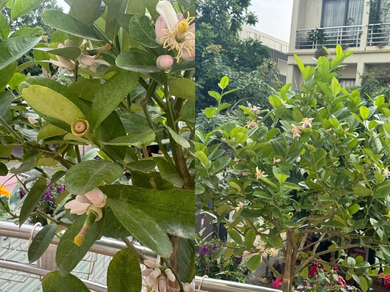 cây chanh vàng bị rụng quả non