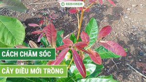 cách chăm sóc cây điều mới trồng