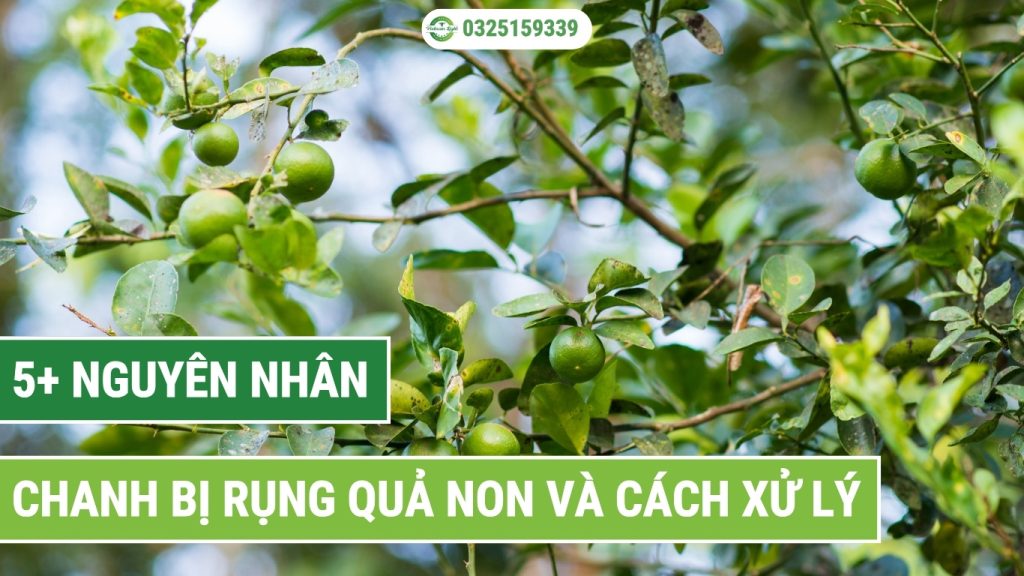 nguyên nhân và cách xử lý chanh bị rụng quả non