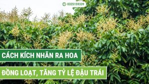 Cách kích nhãn ra hoa đồng loạt, tăng tỷ lệ đậu trái