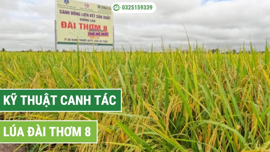 Các bước kỹ thuật canh tác lúa đài thơm 8